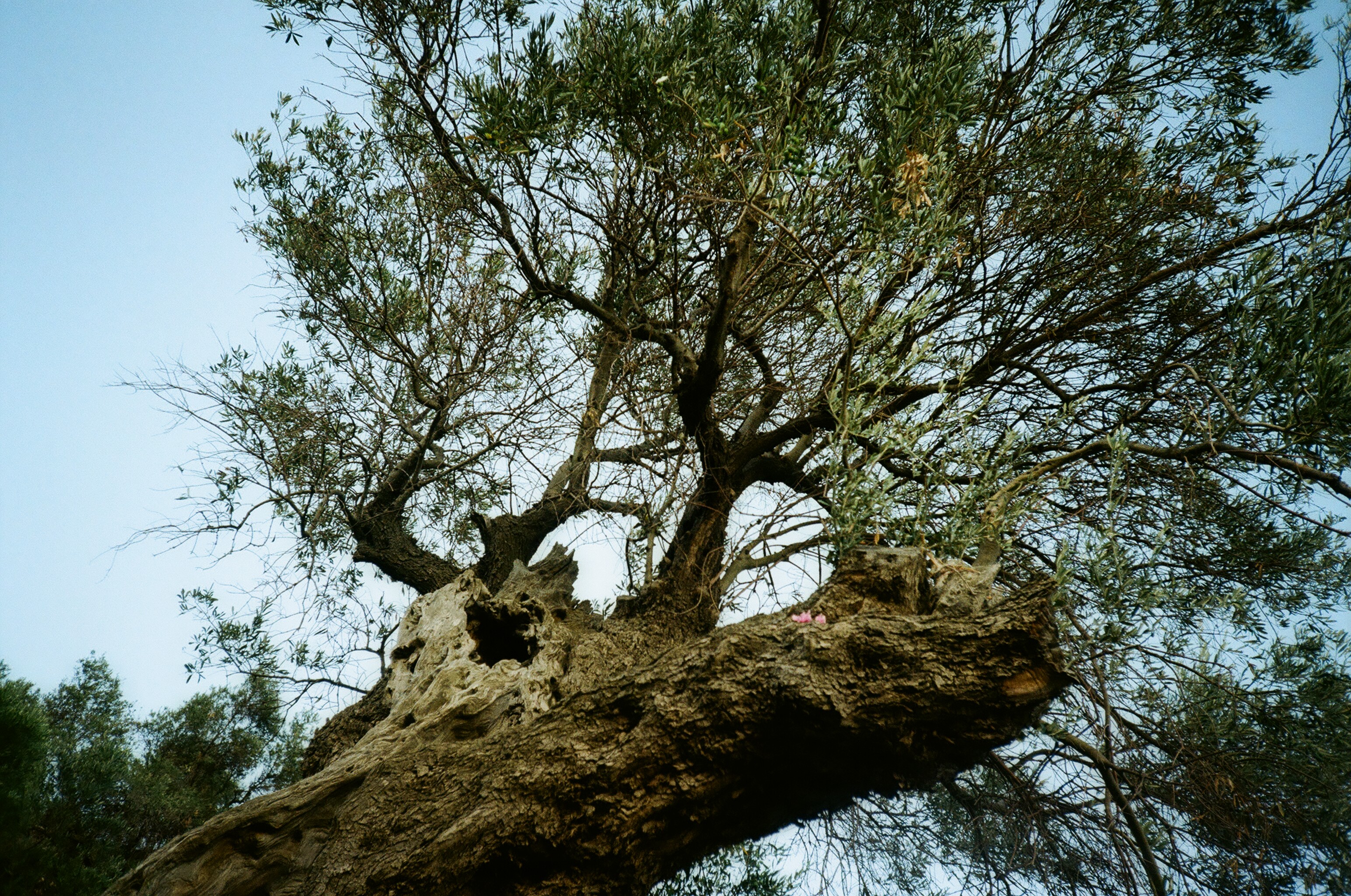 DI Olive tree with cyclamens Alonissos 2017