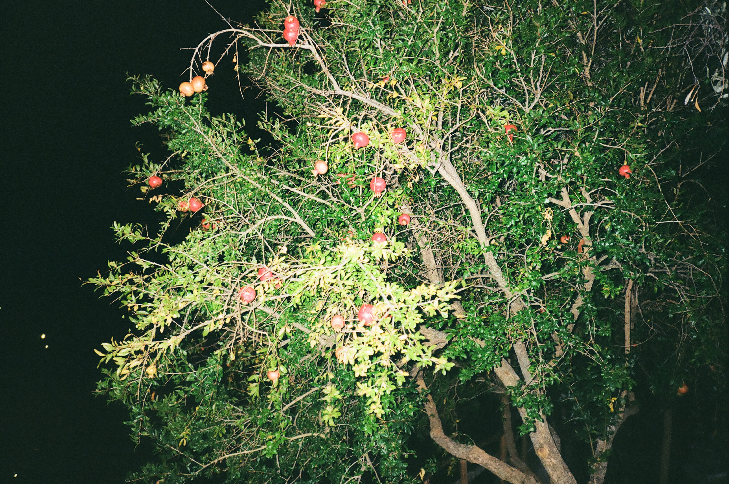 DI Pomegranades Alonissos 2017